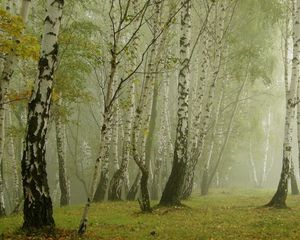 Превью обои березы, утро, туман, роща