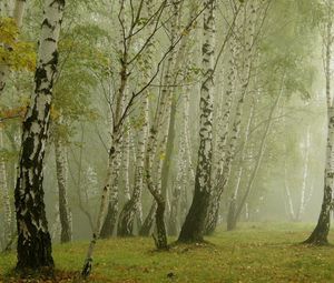 Превью обои березы, утро, туман, роща