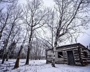 Превью обои березы, зима, снег, строение, роща