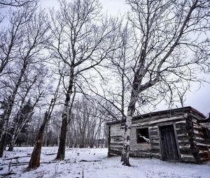 Превью обои березы, зима, снег, строение, роща