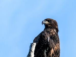 Превью обои беркут, орел, птица, дерево, небо