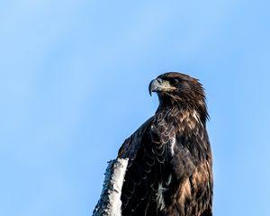 Превью обои беркут, орел, птица, дерево, небо