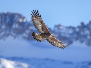 Превью обои беркут, птица, полет, размытие