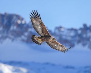 Превью обои беркут, птица, полет, размытие