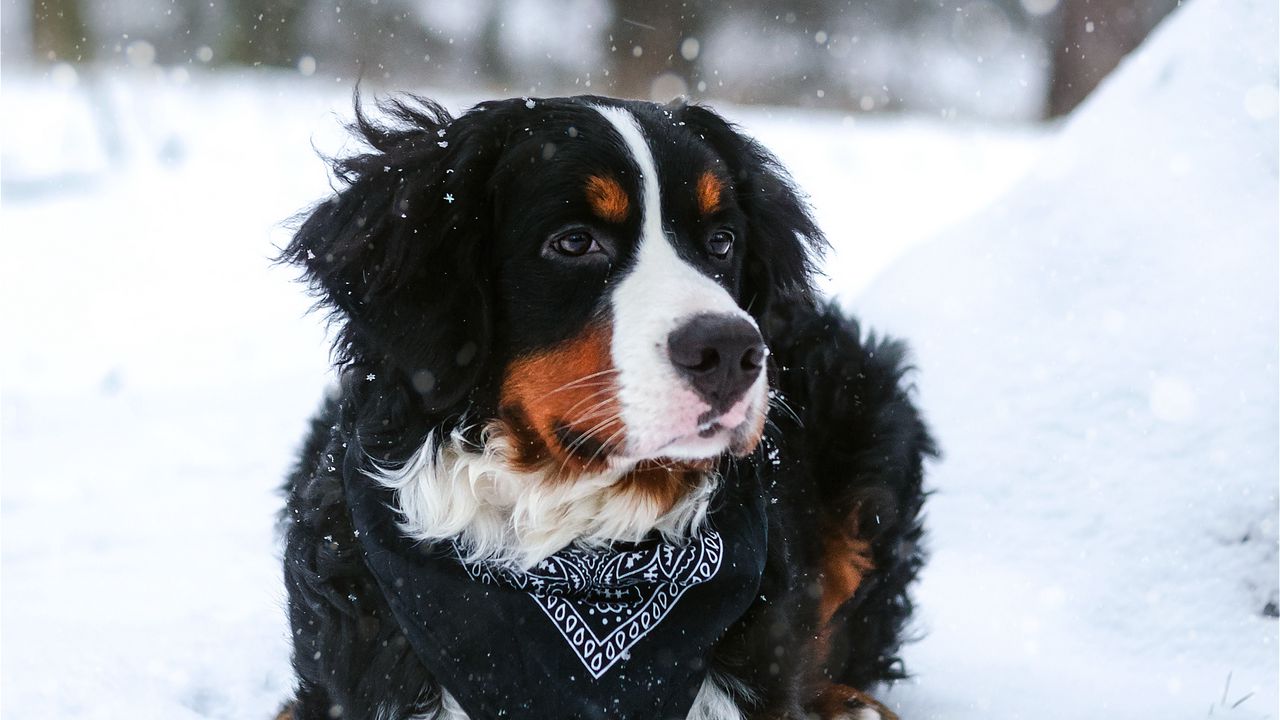 Обои бернский зенненхунд, собака, снегопад, снег