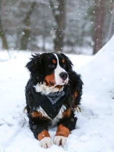 Превью обои бернский зенненхунд, собака, снегопад, снег