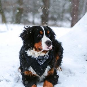 Превью обои бернский зенненхунд, собака, снегопад, снег