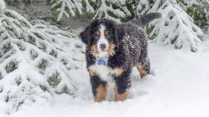 Превью обои бернский зенненхунд, собака, зима, снег