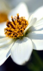 Превью обои bidens ferulifolia, цветок, крупным планом