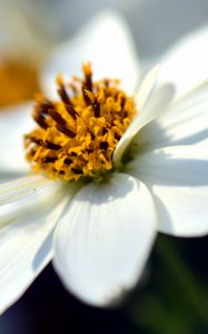 Превью обои bidens ferulifolia, цветок, крупным планом