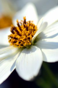 Превью обои bidens ferulifolia, цветок, крупным планом