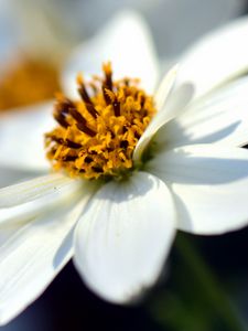 Превью обои bidens ferulifolia, цветок, крупным планом