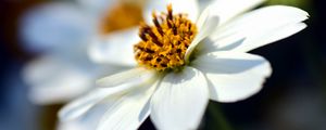 Превью обои bidens ferulifolia, цветок, крупным планом