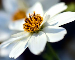 Превью обои bidens ferulifolia, цветок, крупным планом