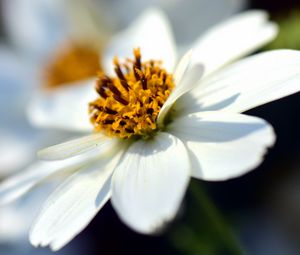 Превью обои bidens ferulifolia, цветок, крупным планом