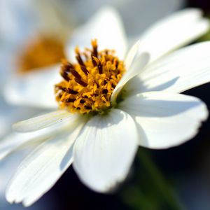 Превью обои bidens ferulifolia, цветок, крупным планом