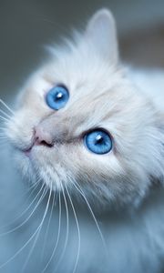 Превью обои бирманская кошка, кот, морда, голубоглазый
