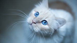 Превью обои бирманская кошка, кот, морда, голубоглазый