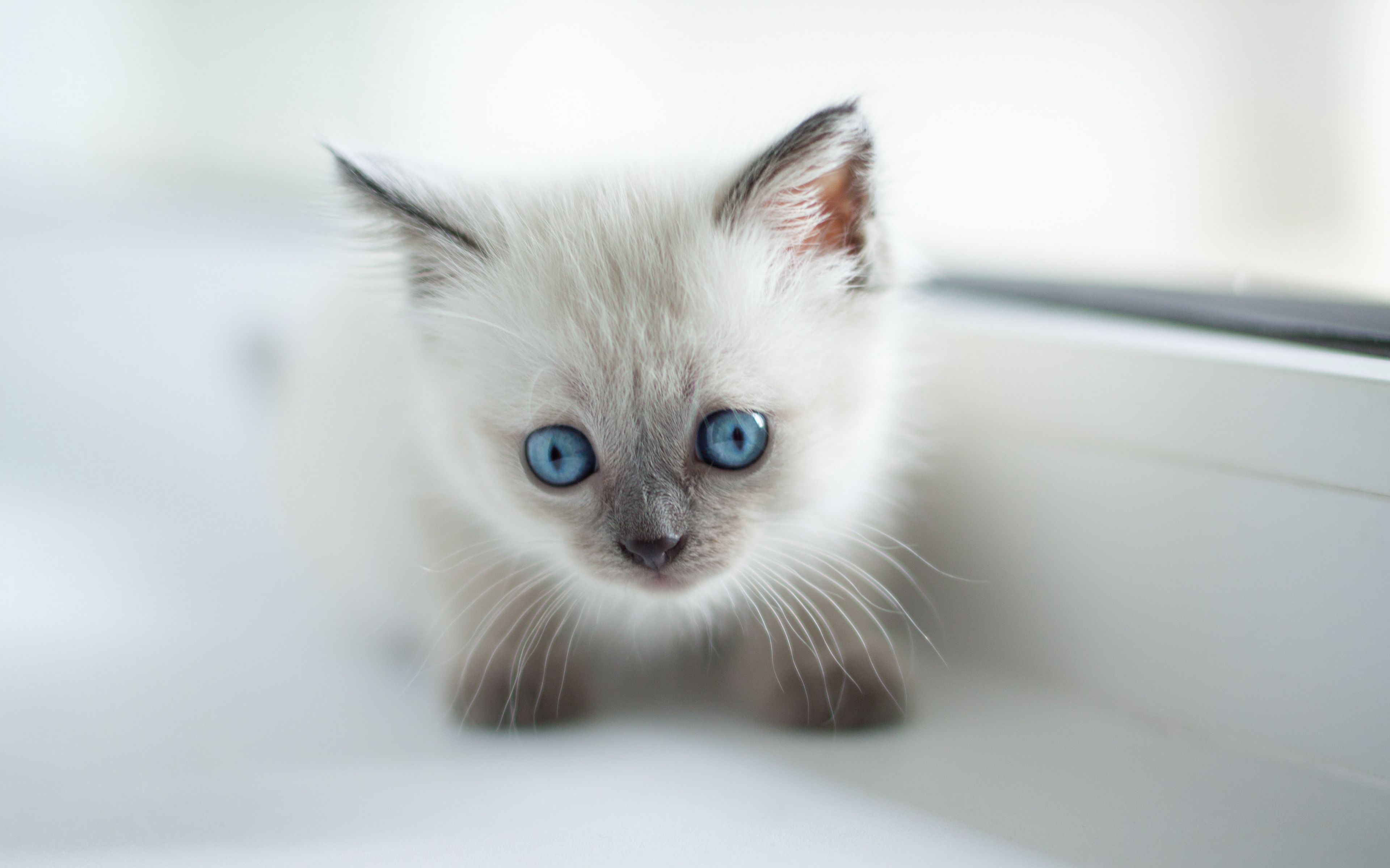 Бирманская кошка с голубыми глазами