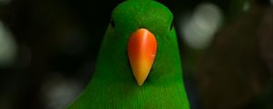 Превью обои благородный попугай, попугай, клюв, птица, зеленый