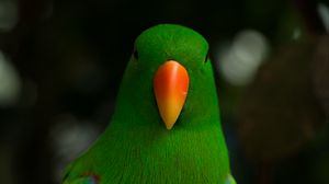 Превью обои благородный попугай, попугай, клюв, птица, зеленый