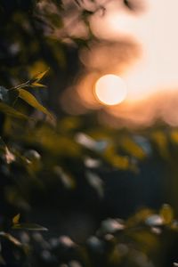 Превью обои блики, боке, закат, размытость, свет