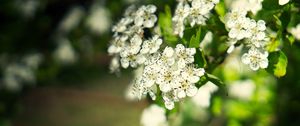 Превью обои боярышник, цветы, лепестки, листья, блики