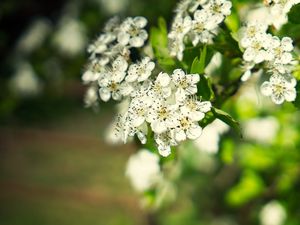 Превью обои боярышник, цветы, лепестки, листья, блики