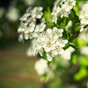 Превью обои боярышник, цветы, лепестки, листья, блики