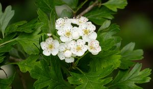 Превью обои боярышник, цветы, листья, куст