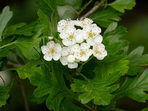 Превью обои боярышник, цветы, листья, куст