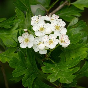 Превью обои боярышник, цветы, листья, куст