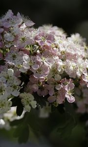 Превью обои боярышник, цветы, весна, макро