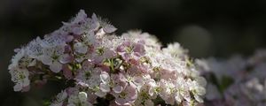 Превью обои боярышник, цветы, весна, макро