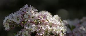 Превью обои боярышник, цветы, весна, макро