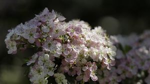 Превью обои боярышник, цветы, весна, макро