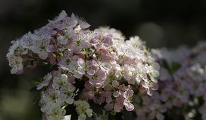 Превью обои боярышник, цветы, весна, макро