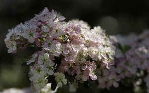 Превью обои боярышник, цветы, весна, макро