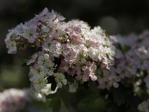 Превью обои боярышник, цветы, весна, макро