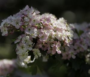 Превью обои боярышник, цветы, весна, макро