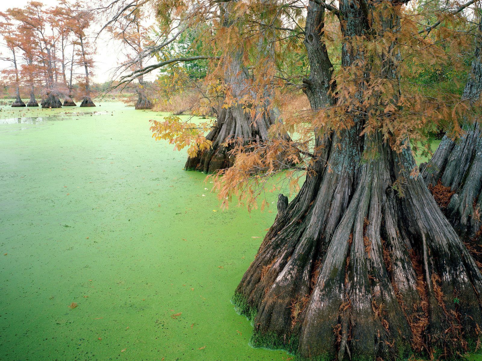 Болотистое дерево. Ива Луизиана. Болотные деревья. Деревья на болотах. Деревья растущие на болоте.