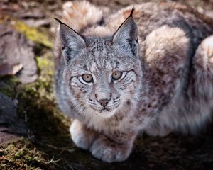 Превью обои большая кошка, хищник, лежать, рысь