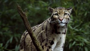 Превью обои большая кошка, лапы, милый