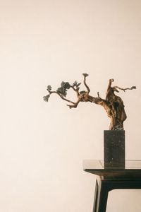 Превью обои бонсай, дерево, минимализм