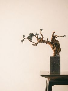 Превью обои бонсай, дерево, минимализм