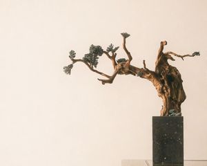 Превью обои бонсай, дерево, минимализм