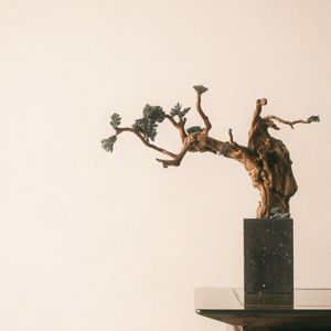 Превью обои бонсай, дерево, минимализм