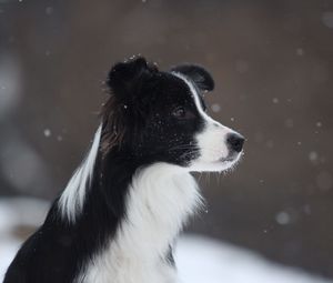 Превью обои бордер колли, собака, пятнистая, снег