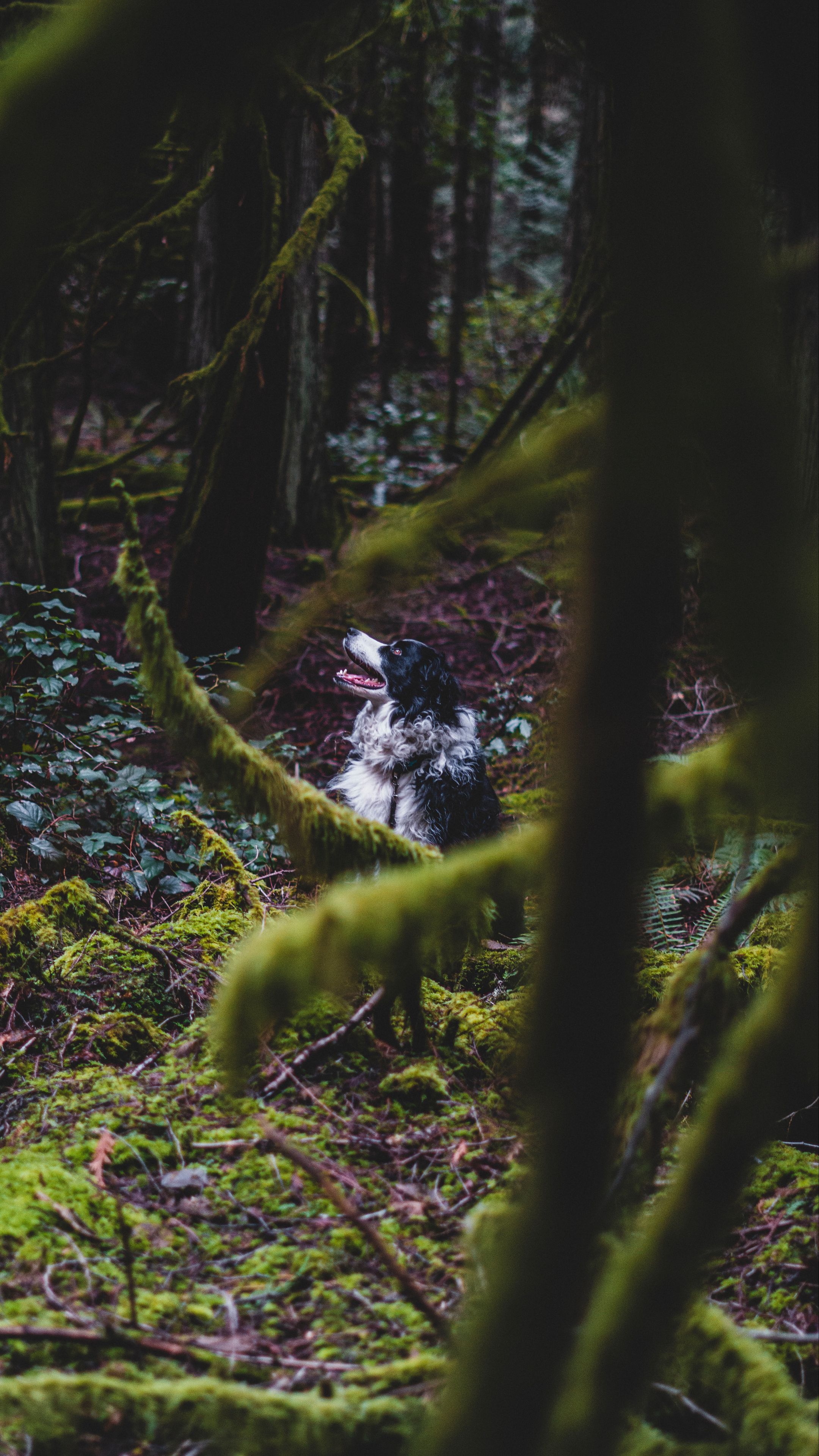 Border forest