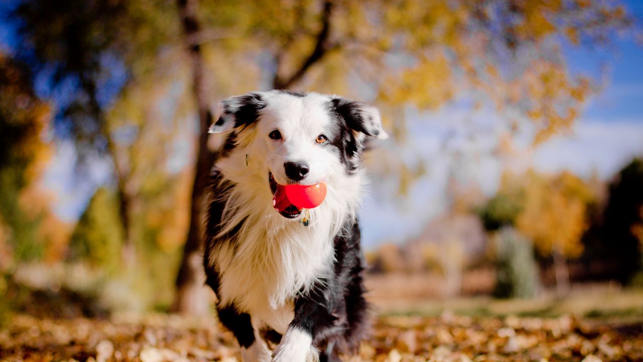 Обои бордер-колли, собака, мячик, листья, осень, настроение